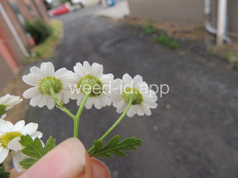 feverfew